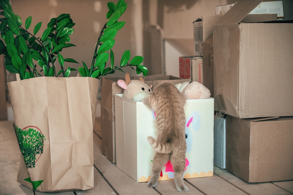 Movingtoanewhouserenovationintheapartment There What Is The Best Way To Move With Pets
